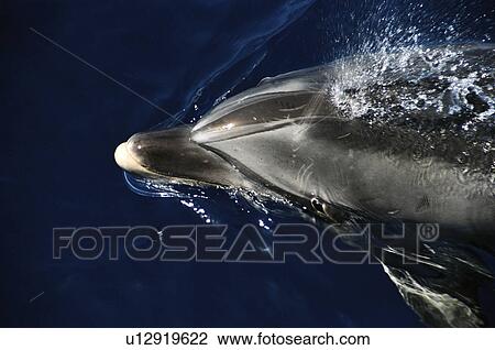 Close up of surfacing Bottlenose dolphin (Tursiops truncatus) La Gomera, Canary Islands View Large Photo Image Stock Image - Close up of surfacing Bottlenose dolphin (Tursiops truncatus) La Gomera, Canary Islands. Fotosearch