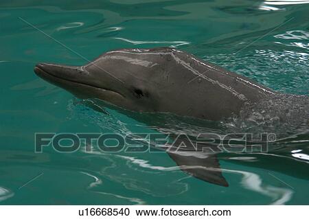 Stock Image - Close up of surfacing captive Tucuxi river dolphin in indoor show pool, Muenster Zoo, Germany. Fotosearch
