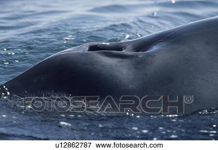 Stock Photo - Close up of the blowholes of a Minke whale (Balaenoptera acutorostrata) that lie just posterior of the distinctive ridge stretching over the rostrum. St. Lawrence estuary, Canada. Fotosearch