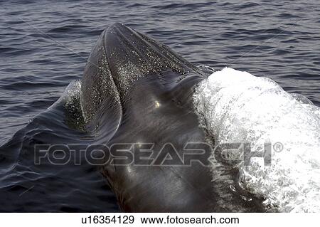 Stock Photo - Close up of the head of a Brydes whale (Balaenoptera edeni) showing the lateral ridges. Gulf of California.. Fotosearch