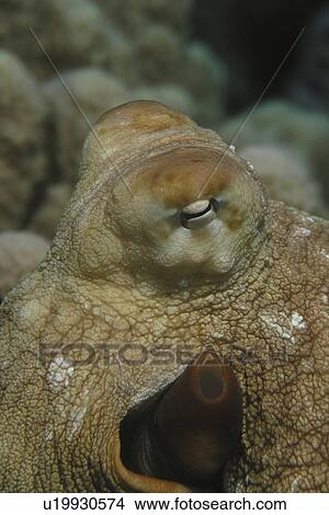 Picture - Close up shot of a Reef Octopus (Octopus cyaneus). Red Sea. Egypt . Fotosearch