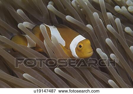 Stock Photo - Clown Anemonefish (Amphiprion percula), Nemo type clownfish amidst anemone's tentacles, Sipidan, Mabul, Malaysia, South China Sea. Fotosearch