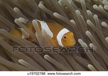 Clown Anemonefish (Amphiprion percula), Nemo type clownfish amidst anemone's tentacles, Sipidan, Mabul, Malaysia. View Large Photo Image Stock Photo - Clown Anemonefish (Amphiprion percula), Nemo type clownfish amidst anemone's tentacles, Sipidan, Mabul, Malaysia.. Fotosearch