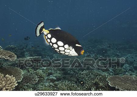 Clown Triggerfish (Balistoides conspicillum), swimming over tropical coral reef, clearly showing all of distinctive spotted markings, Sipidan, Mabul, Malaysia. View Large Photo Image Stock Photo - Clown Triggerfish (Balistoides conspicillum), swimming over tropical coral reef, clearly showing all of distinctive spotted markings, Sipidan, Mabul, Malaysia.. Fotosearch