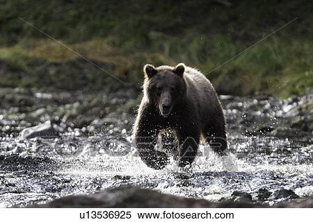 Stock Photography - Coastal Brown Bear (Ursus arctos) Adult fishing for Pink Salmon in a stream. Pavlov Harbor, Chichagof Island, Southeast Alaska, USA. (rr). Fotosearch