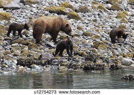 Coastal Brown Bear (Ursus arctos horibilis) mother with three cubs foraging at low tide. Glacier Bay National Park, Southeast Alaska, USA. (rr) View Large Photo Image Stock Image - Coastal Brown Bear (Ursus arctos horibilis) mother with three cubs foraging at low tide. Glacier Bay National Park, Southeast Alaska, USA. (rr). Fotosearch