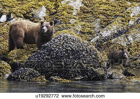 Stock Image - Coastal Brown Bear (Ursus arctos horibilis) mother with cubs foraging at low tide in Glacier Bay National Park, Southeast Alaska, USA.. Fotosearch