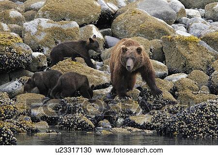 Coastal Brown Bear (Ursus arctos horibilis) mother with three cubs foraging at low tide. Glacier Bay National Park, Southeast Alaska, USA. View Large Photo Image Stock Image - Coastal Brown Bear (Ursus arctos horibilis) mother with three cubs foraging at low tide. Glacier Bay National Park, Southeast Alaska, USA.. Fotosearch