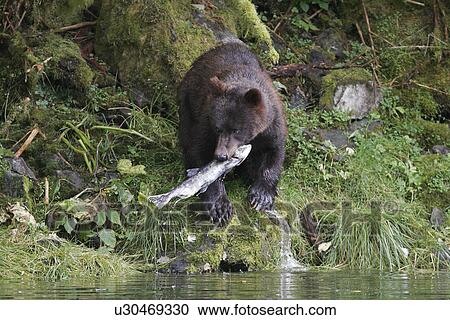 Stock Image - Coastal brown bear (Ursus arctos horibilis) scavenging for spent pink salmon in a shallow stream on Chichagof Island, Southeast Alaska, USA.. Fotosearch