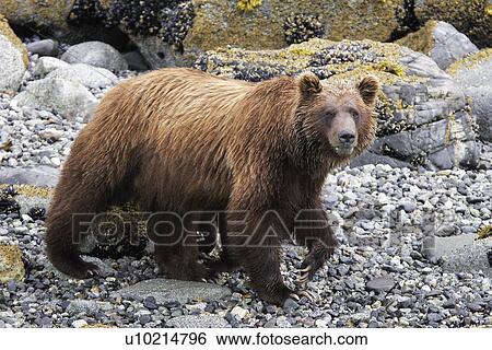Stock Photograph - Coastal Brown Bear (Ursus arctos horibilis) mother foraging at low tide in Glacier Bay National Park, Southeast Alaska, USA.. Fotosearch
