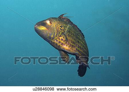 Cocktail wrasse, Pteragogus flagellifer, Munsom island, Jeju-Do, South Korea (East Sea). (rr) View Large Photo Image Stock Photo - Cocktail wrasse, Pteragogus flagellifer, Munsom island, Jeju-Do, South Korea (East Sea). (rr). Fotosearch