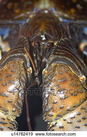 Stock Photo - Coconut crab, Birgus latro, Rongelap, Marshall Islands, Micronesia. Fotosearch