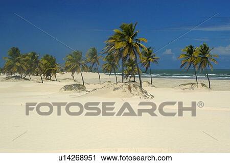 Stock Image - Coconut trees covered by dunes, Mangue Seco, Bahia, Brazil (South Atlantic). Fotosearch