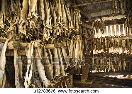 Cod fish drying in the small fishing town of? in the Lofoton Island Group, Norway. This town has the shortest name of any town in the world! View Large Photo Image Stock Photograph - Cod fish drying in the small fishing town of? in the Lofoton Island Group, Norway. This town has the shortest name of any town in the world!. Fotosearch