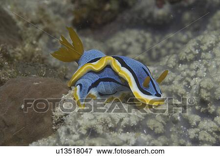 Stock Photo - Colourful Nudibranch (Chromodoris annae), superbly coloured with yellow, orange, white, blue & black on indistinct background, Sipidan, Mabul, Malaysia.. Fotosearch