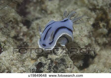Colourful Nudibranch (Chromodoris wallani), very nice colourful nudibranch on indistinct background, Sipidan, Mabul, Malaysia. View Large Photo Image Stock Photo - Colourful Nudibranch (Chromodoris wallani), very nice colourful nudibranch on indistinct background, Sipidan, Mabul, Malaysia.. Fotosearch