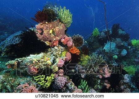 Stock Photography - Colourful sponges, corals and feather stars populate the reef at Coconut point, Apo island Marine Reserve, Philippines. Fotosearch