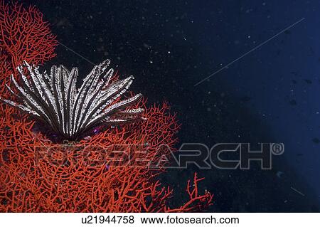 Stock Photo - Comanthina Crinoid (Comantheria briareus) black & white in colour and hanging down on brilliant red Sea Fan, Sipidan, Mabul, Malaysia.. Fotosearch