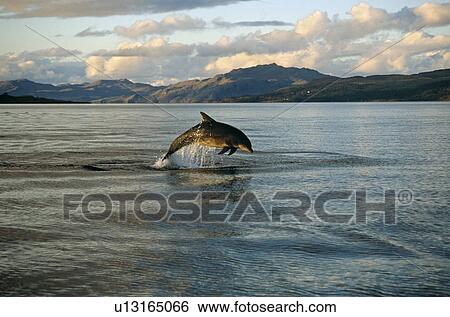 Common Bottlenose Dolphin (Tursiops truncatus truncatus). Hebrides, Scotland View Large Photo Image Stock Photograph - Common Bottlenose Dolphin (Tursiops truncatus truncatus). Hebrides, Scotland. Fotosearch