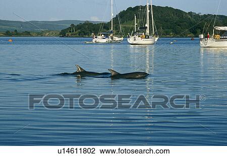 Stock Image - Common Bottlenose Dolphins (Tursiops truncatus truncatus). Bottlenose dolphins visit Tobermory Bay throughout the year. Hebrides, Scotland. Fotosearch