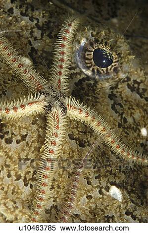 Common Brittle star (Ophiothrix fragilis) and Anglerfish (Lophius piscatorius) St Abbs Marine Reserve, Berwickshire, Scotland View Large Photo Image Stock Photography - Common Brittle star (Ophiothrix fragilis) and Anglerfish (Lophius piscatorius) St Abbs Marine Reserve, Berwickshire, Scotland. Fotosearch