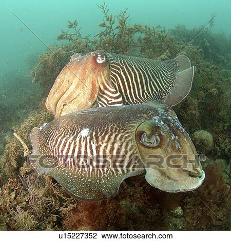 Stock Image - Common Cuttlefish (Sepia officinalis). Pair amongst seaweed, on seabed. Babbacombe, Torquay, South Devon, UK.. Fotosearch