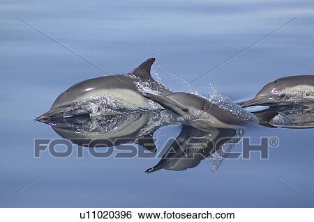 Common Dolphin (Delphinus capensis) with reflection in a silky sea. Gulf of California View Large Photo Image Stock Photograph - Common Dolphin (Delphinus capensis) with reflection in a silky sea. Gulf of California. Fotosearch