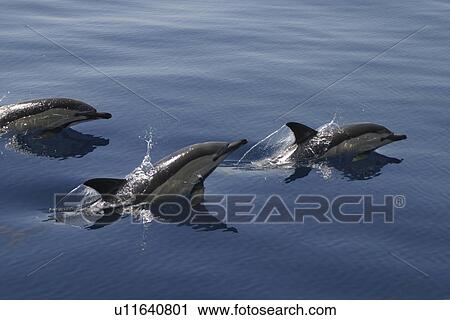 Stock Image - Common Dolphin (Delphinus delphis), Azores. Fotosearch