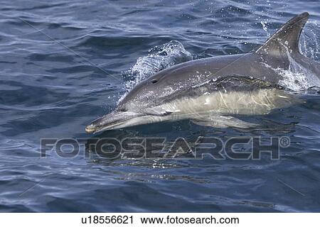 Stock Image - Common dolphin (Delphinus delphis). Hebrides, Scotland.. Fotosearch