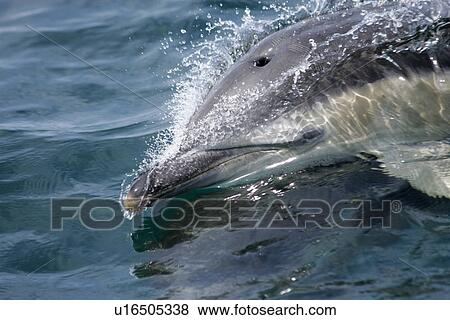 Stock Photo - Common dolphin (Delphinus delphis) - close up dolphin surfing at speed, with eye visible through a film of water. Hebrides, Scotland.. Fotosearch
