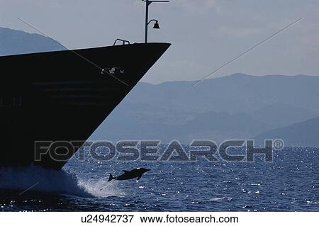 Common dolphin (Delphinus delphis) jumping from bow wave of tanker off Gibraltar. North Africa in background. View Large Photo Image Stock Photo - Common dolphin (Delphinus delphis) jumping from bow wave of tanker off Gibraltar. North Africa in background.. Fotosearch