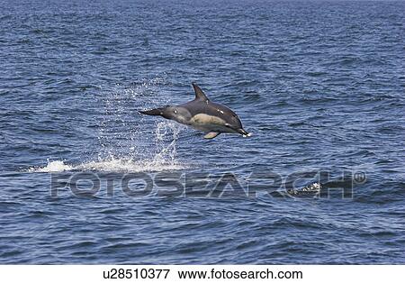 Common dolphin leaping out of the water and spitting (Delphinus delphis) The Smalls, Pembrokeshire, UK View Large Photo Image Stock Photo - Common dolphin leaping out of the water and spitting (Delphinus delphis) The Smalls, Pembrokeshire, UK. Fotosearch