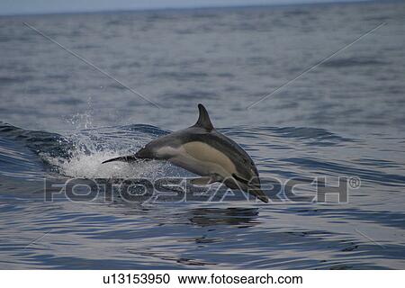 Common dolphin porpoising (Delphinus delphis) Azores, Atlantic Ocean View Large Photo Image Stock Image - Common dolphin porpoising (Delphinus delphis) Azores, Atlantic Ocean. Fotosearch