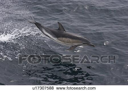 Stock Photo - Common dolphin porpoising (Delphinus delphis) Barra Head, Scotland, UK. Fotosearch