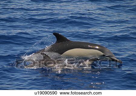 Common dolphin with baby surfacing (Delphinus delphis) Azores, Atlantic Ocean View Large Photo Image Stock Image - Common dolphin with baby surfacing (Delphinus delphis) Azores, Atlantic Ocean. Fotosearch