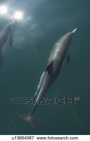 Common Dolphins. Baja, Mexico View Large Photo Image Stock Photo - Common Dolphins. Baja, Mexico. Fotosearch