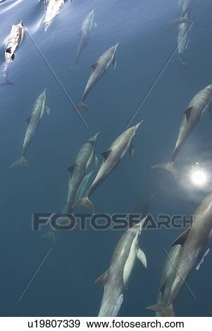 Common Dolphins. Baja, Mexico View Large Photo Image Stock Photo - Common Dolphins. Baja, Mexico. Fotosearch