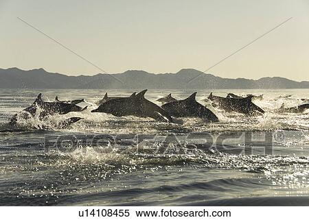 Stock Photography - Common Dolphins. Baja, Mexico. Fotosearch