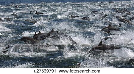 Common Dolphins (Delphinus delphis). A large group travelling in Gulf of California. View Large Photo Image Stock Image - Common Dolphins (Delphinus delphis). A large group travelling in Gulf of California.. Fotosearch