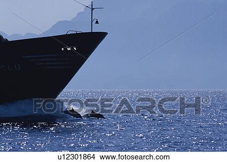 Picture - Common dolphins (Delphinus delphis) bow riding in front of large boat, Atlas Mountains, Gibraltar Strait, Africa.. Fotosearch