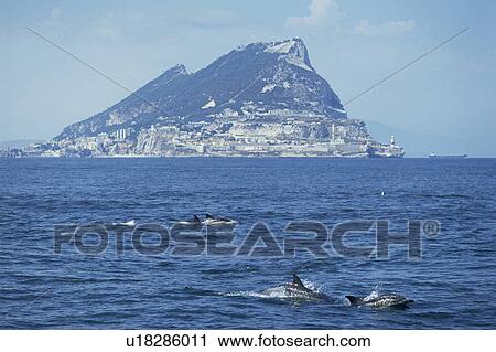 Common dolphins (Delphinus delphis) surfacing, Gibraltar Rock in the background View Large Photo Image Stock Image - Common dolphins (Delphinus delphis) surfacing, Gibraltar Rock in the background. Fotosearch