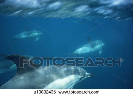 Common dolphins (Delphinus delphis) foraging. Gibraltar Bay. View Large Photo Image Stock Photography - Common dolphins (Delphinus delphis) foraging. Gibraltar Bay.. Fotosearch