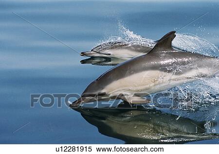 Common dolphins (Delphinus delphis) surfacing at speed in very calm waters. Eye, beak, flipper and dorsal fin visible above the surface. Hebrides, West coast of Scotland. View Large Photo Image Stock Photography - Common dolphins (Delphinus delphis) surfacing at speed in very calm waters. Eye, beak, flipper and dorsal fin visible above the surface. Hebrides, West coast of Scotland.. Fotosearch