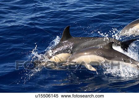 Stock Photography - Common dolphins porpoising (Delphinus delphis) Azores, Atlantic Ocean. Fotosearch