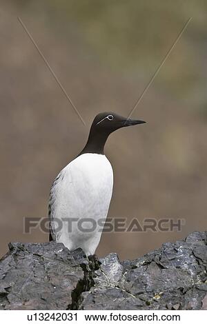 Common guillemot (Uria aalge) nesting near the Fuglefjellet cliffs (411m) on Bear Island in the Svalbard Archipeligo, which form the highest seabird cliffs in the North Atlantic Ocean. Barents Sea, Norway. In North America this bird species is known as View Large Photo Image Stock Image - Common guillemot (Uria aalge) nesting near the Fuglefjellet cliffs (411m) on Bear Island in the Svalbard Archipeligo, which form the highest seabird cliffs in the North Atlantic Ocean. Barents Sea, Norway. In North America this bird species is known as . Fotosearch