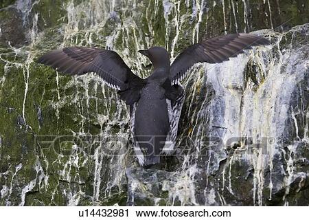 Stock Image - Common guillemot (Uria aalge) nesting near the Fuglefjellet cliffs (411m) on Bear Island in the Svalbard Archipeligo, which form the highest seabird cliffs in the North Atlantic Ocean. Barents Sea, Norway. In North America this bird species is known as . Fotosearch