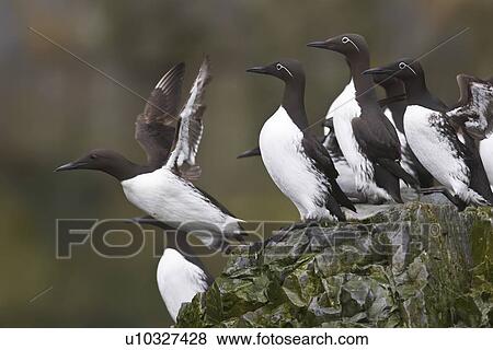Stock Photo - Common guillemot (Uria aalge) nesting near the Fuglefjellet cliffs (411m) on Bear Island in the Svalbard Archipeligo, which form the highest seabird cliffs in the North Atlantic Ocean. Barents Sea, Norway. In North America this bird species is known as . Fotosearch