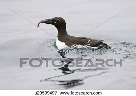 Stock Photo - Common guillemot (Uria aalge) with fish near the Fuglefjellet cliffs (411m) on Bear Island in the Svalbard Archipeligo, which form the highest seabird cliffs in the North Atlantic Ocean. Barents Sea, Norway. In North America this bird species is known a. Fotosearch