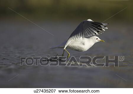Common Gull (Larus canus) foraging in water and taking off. Oban, Argyll, Scotland, UK View Large Photo Image Stock Photo - Common Gull (Larus canus) foraging in water and taking off. Oban, Argyll, Scotland, UK. Fotosearch