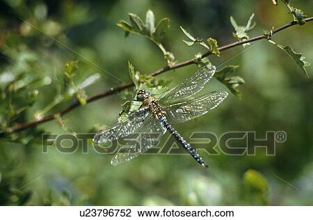 Stock Image - Common hawker dragonfly (Aeshna juncea). Staffordshire, England. Fotosearch